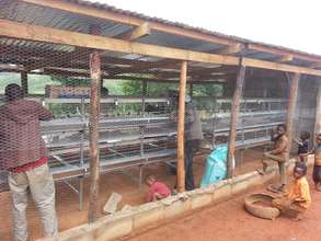 A broiler chicken project at the homestead