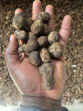 raw uncracked nuts