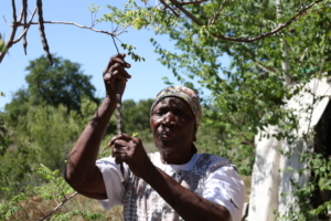 Gogo Mabuza collecting moringa seeds