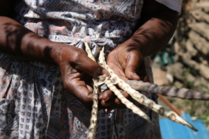 A woman harvesting moringa seeds