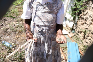 Moringa seeds