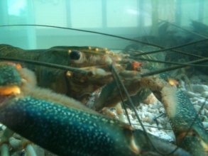 Crawfish in the holding tank