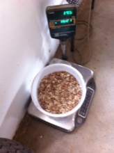 Marula nuts brought being weighed on a scale