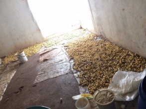 Marula left to dry for cracking