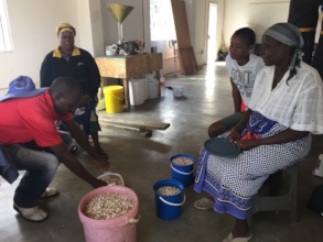 Zwakele bringing her marula kernels to be weighed