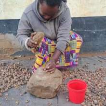 Cracking Marula nuts