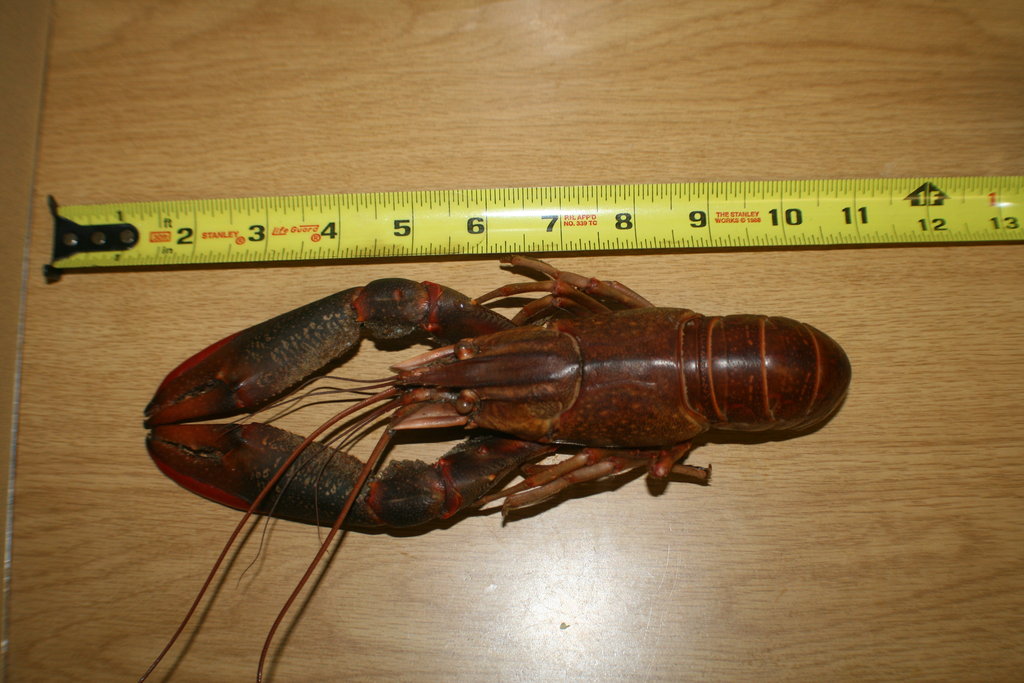 Jobs for 250 Impoverished Families in Swaziland