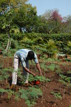 Jabulani tending moringa saplings.