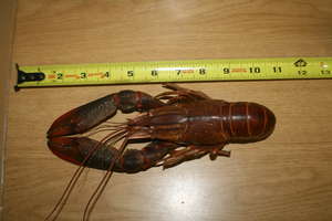 A medium size freshwater crawfish from Maphiveni