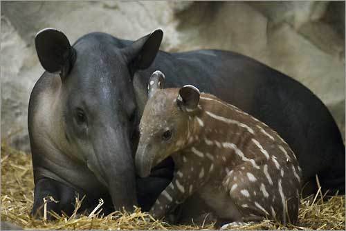 Savegre Tapir Project at Rafiki