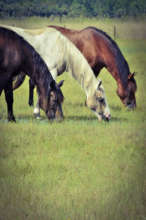 Romeo, Cloud and Ford