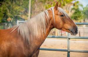 Still one of our most Beautiful Horses