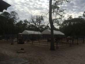 The temporary shelters in the pens