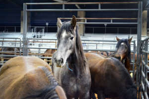 Wild Horse Adoption