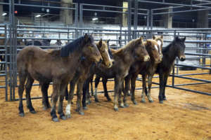 Look at these beauties :)