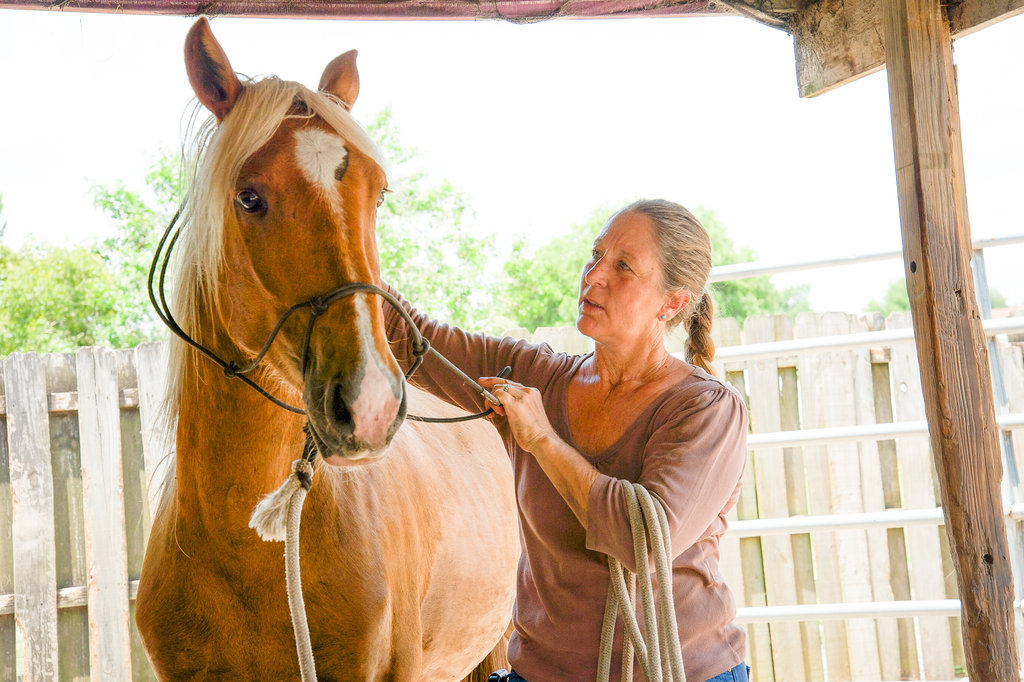 Save a Horse: Rescue and Rehabilitate Mustangs