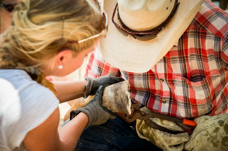 Save a Horse: Rescue and Rehabilitate Mustangs