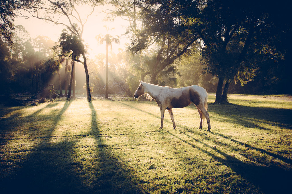 Save a Horse: Rescue and Rehabilitate Mustangs