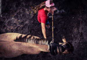 Save a Horse: Rescue and Rehabilitate Mustangs