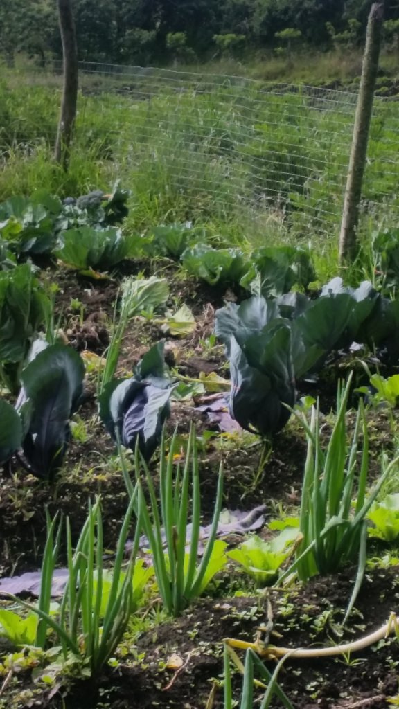 Plan Huerto in Ecuador