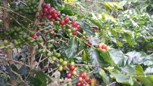 Plan Cafe in Honduras