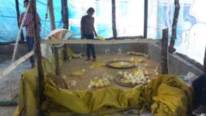 Plan Pollo in Honduras