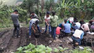 Preparing Plan Cafe seedlings