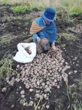 Plan Papa (potatos) in Ecuador
