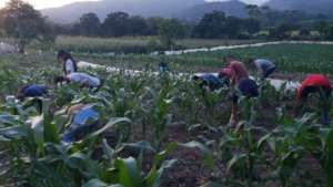 Sweet corn trials for export in Honduras