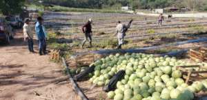 Watermelon trials complete in Honduras