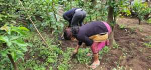 Vegetable garden in Guatemala