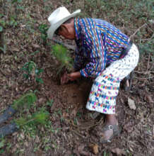 Reforestation