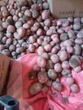 Potatoes in Peru