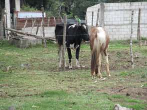 Plan Moo meets, erm...Plan Neeeeiighhh!