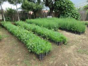 Plan Reforestation