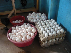 Eggs from Plan Pollo