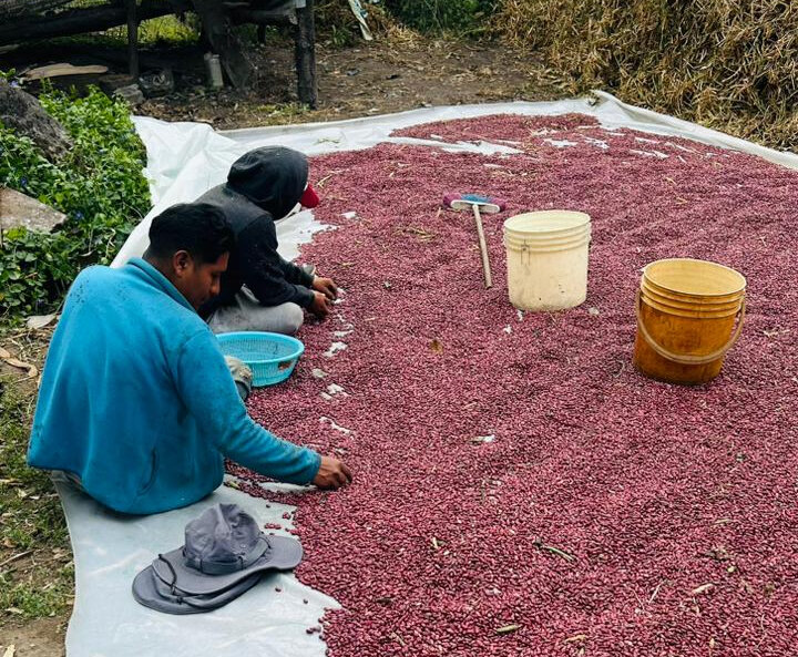 Sorting the bean harvest