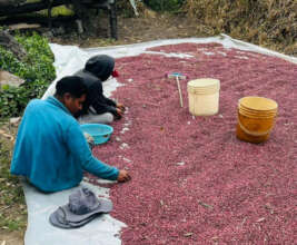 Sorting the bean harvest