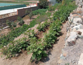 Vegetable garden in Peru