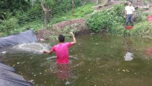 Plan Tilapia