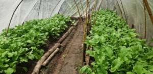 Plan Huerto polytunnels