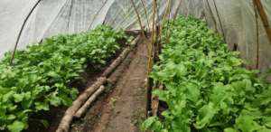 Polytunnels for protection and reduce evaporation