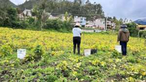 Large-scale agricultural sustainable income plans