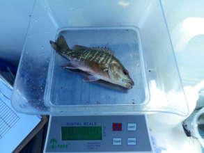 measuring the catch