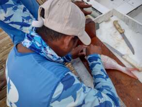 More fish sampling