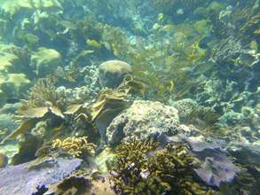Puerto Morelos has healthy ecosystems again