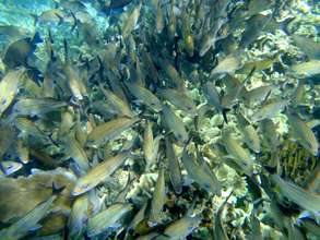 Fish stock recovered within no-take zones