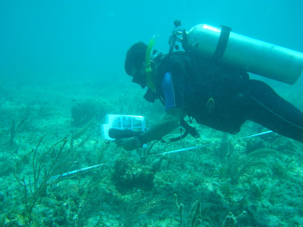 Reef monitoring in Puerto Morelos National Park