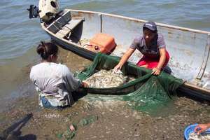 Women sorting anchovies