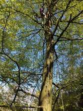 Children's outdoor activities - climbing a tree!